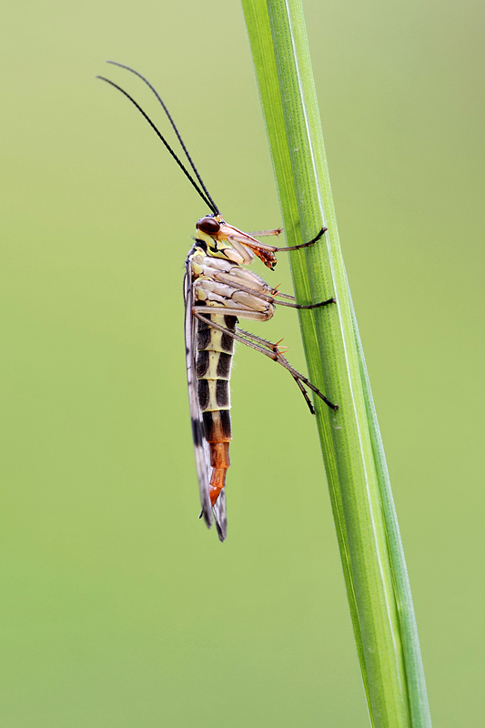 Scorpion Fly female